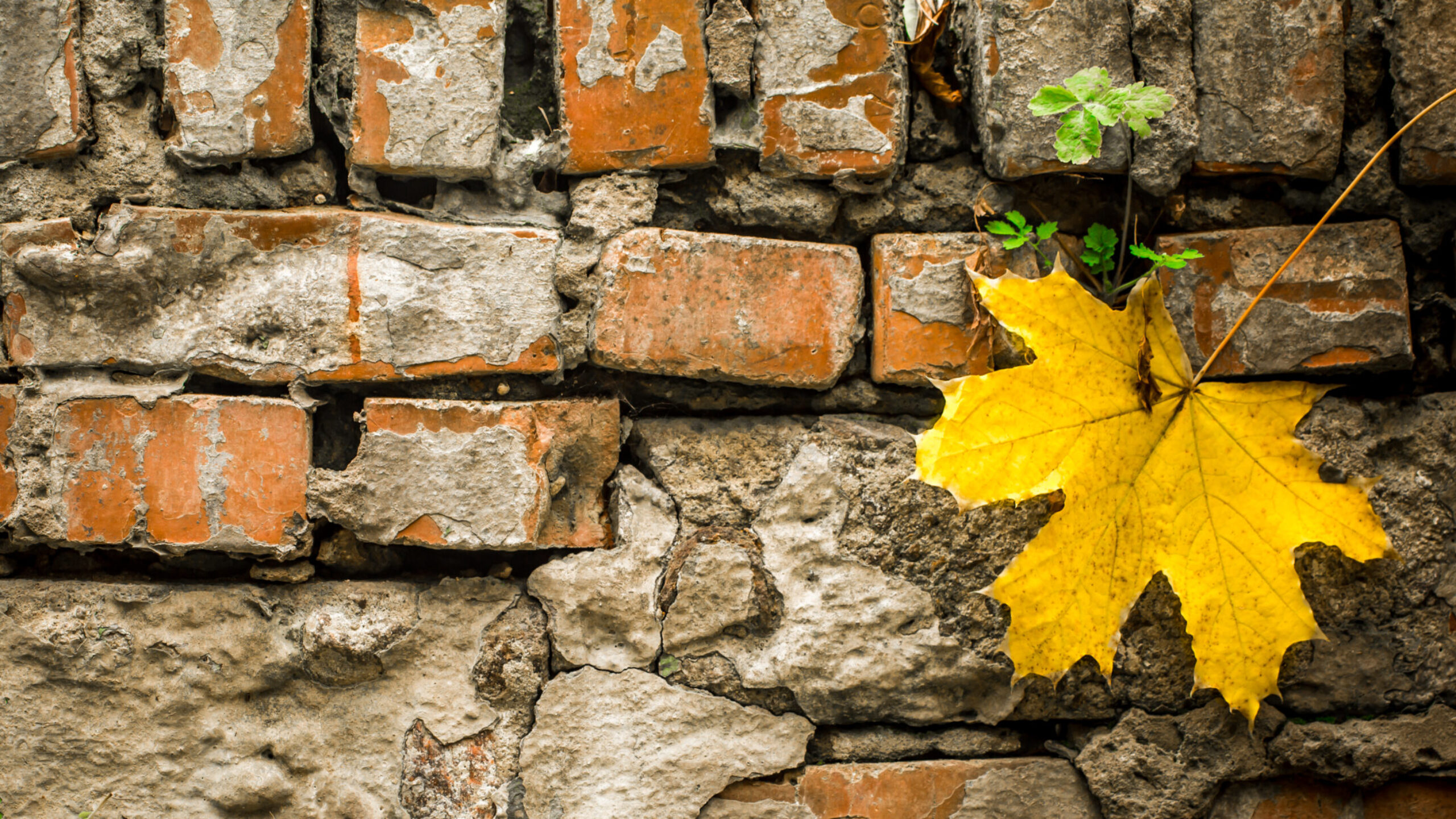 header_image