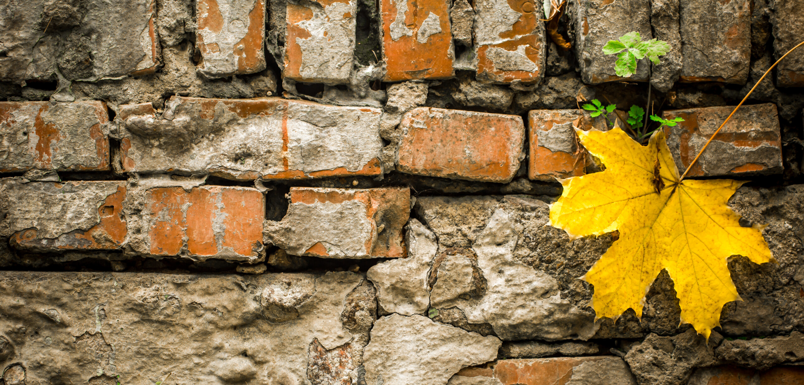 header_image